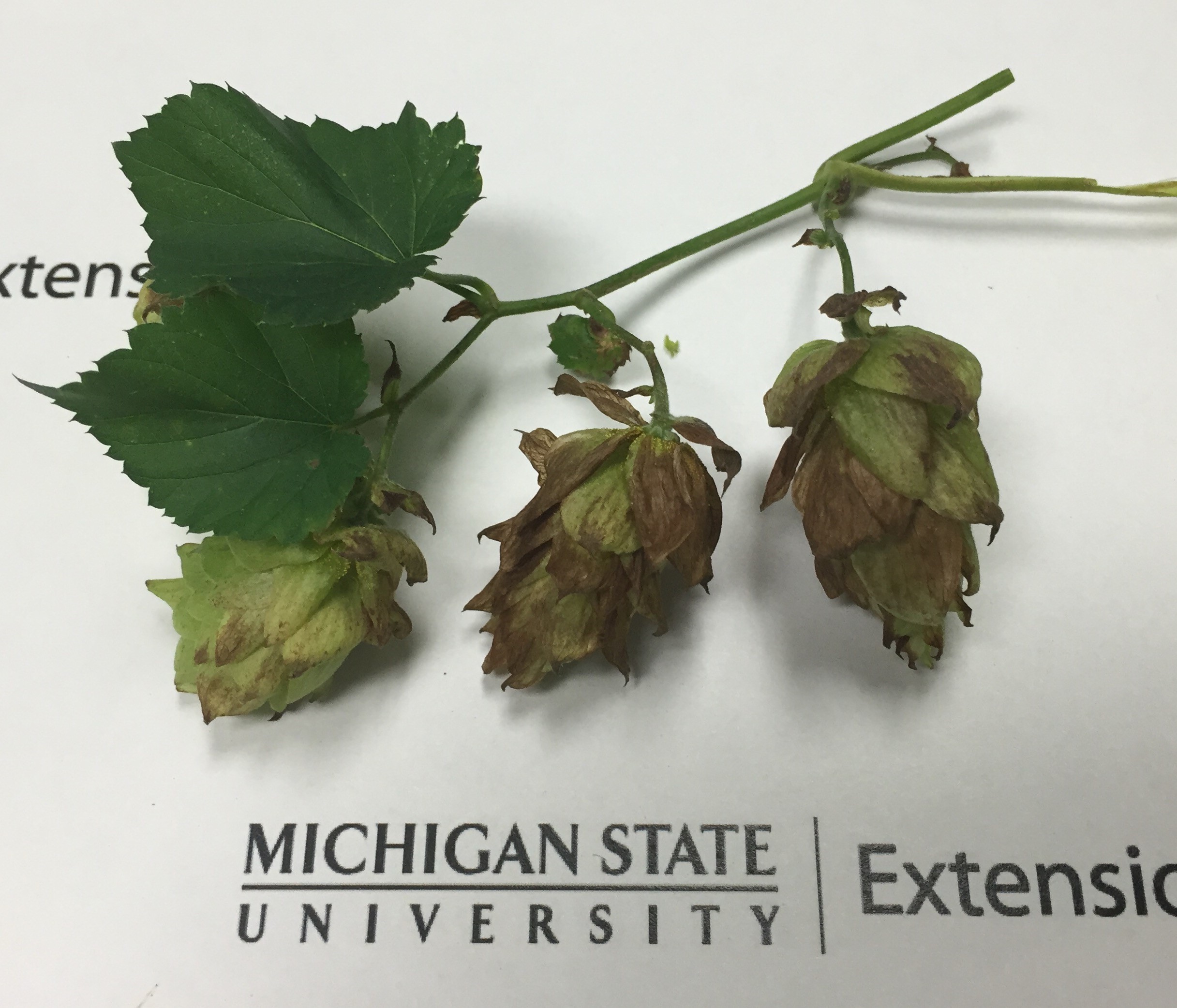 Downy mildew infected hop cones with brown discoloration.